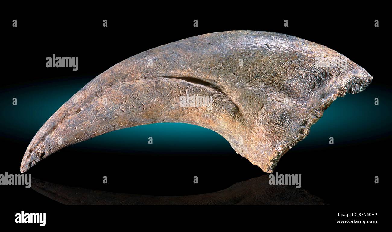 Un artiglio fossilizzato attribuito al Tyrannosaurus rex, uno dei più grandi e potenti dinosauri predatori del Cretaceo superiore. Foto Stock