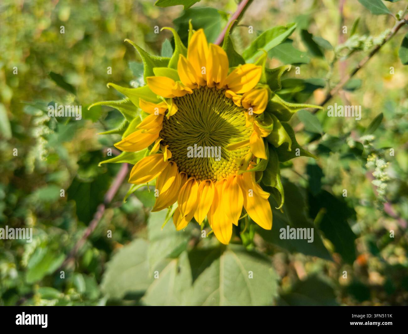 Prima vista frontale ravvicinata di una giovane testa di girasole giallo (Helianthus annuus) che si apre in un letto di giardino selvatico circondato da erbacce verdi Foto Stock