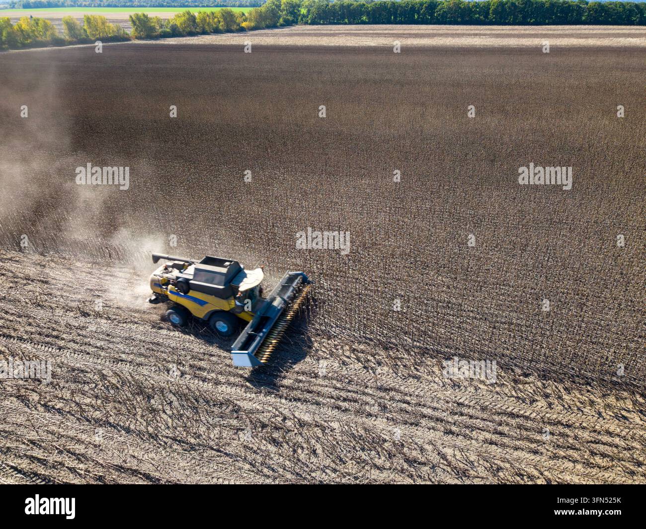 Un grande mietitrebbia avanza attraverso un raccolto in piedi non identificabile, tagliando le piante e lasciando residui pallidi sul campo. I resti di girasole non verificati perché Foto Stock