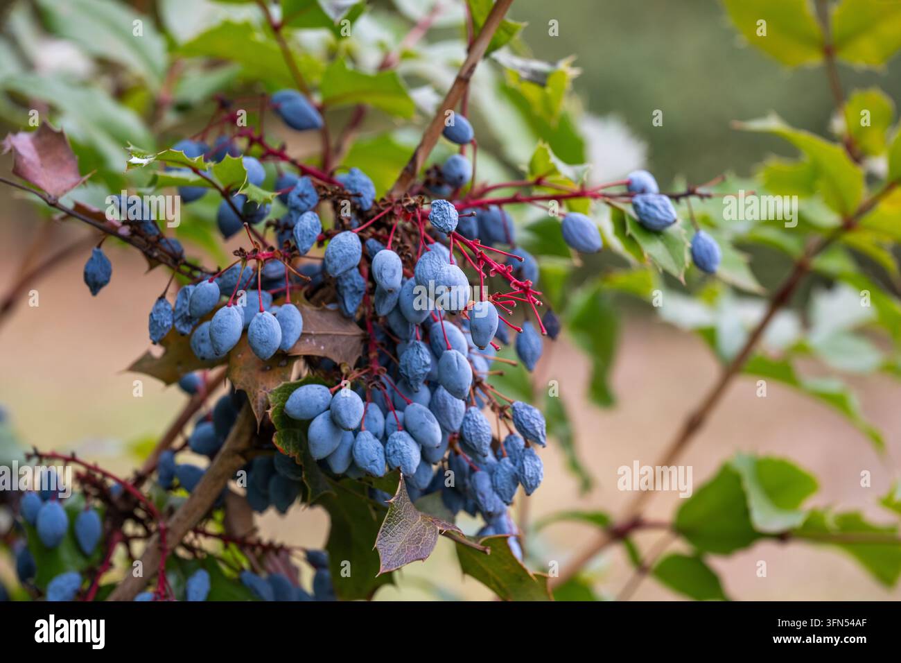 Grappoli di bacche blu scuro dell'uva dell'Oregon pendono pesanti tra foglie verdi spinose e fogliame marrone secco Foto Stock
