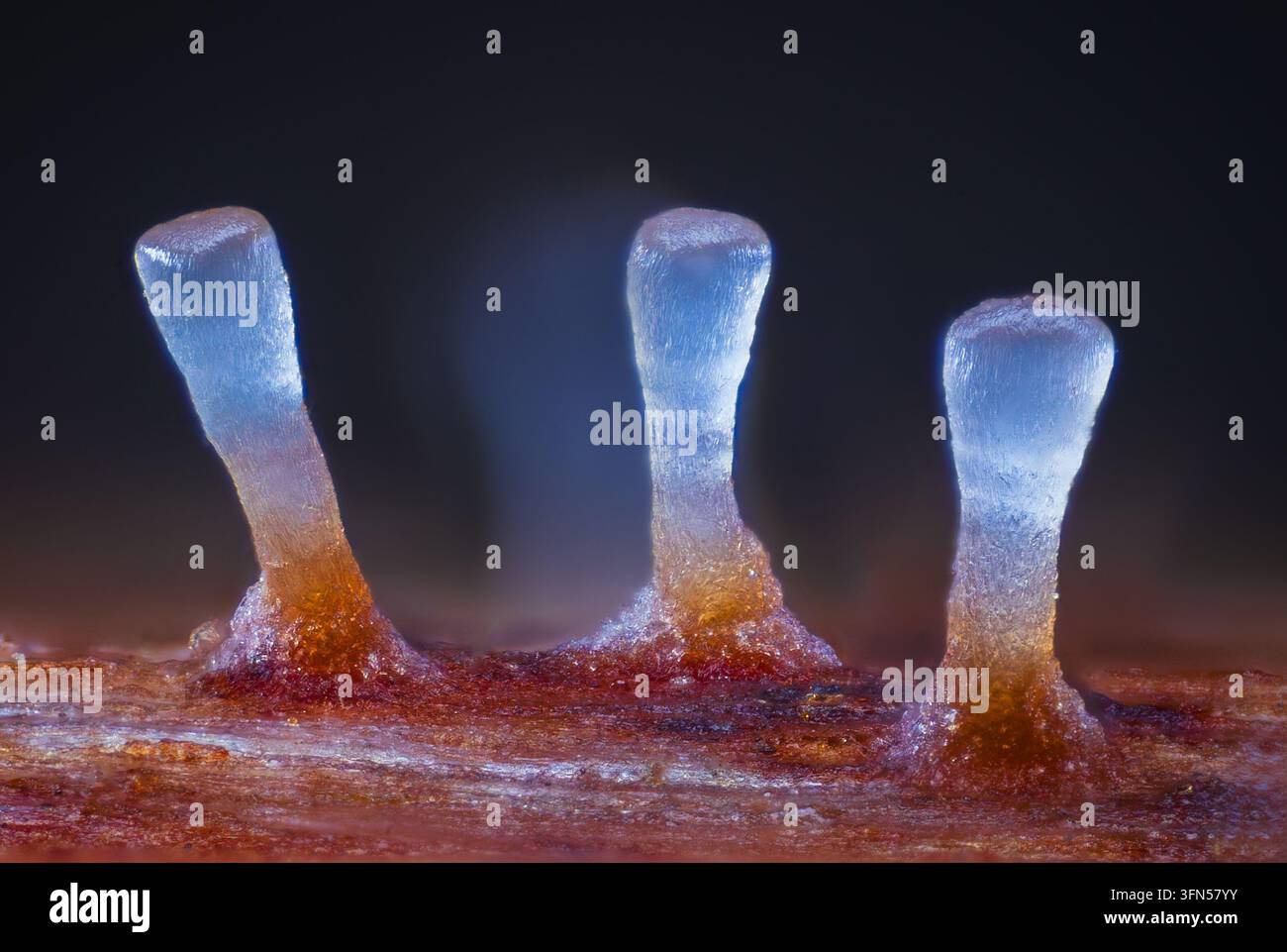 Funghi microscopici con rami bellissimi Foto Stock