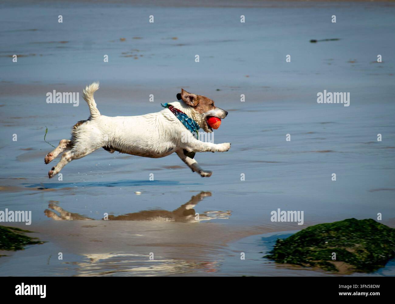 Scatto d'azione di un cane Jack Russell Terrier che corre velocemente su una spiaggia sabbiosa bagnata con una palla rossa, creando un riflesso chiaro nell'acqua bassa del mare Foto Stock
