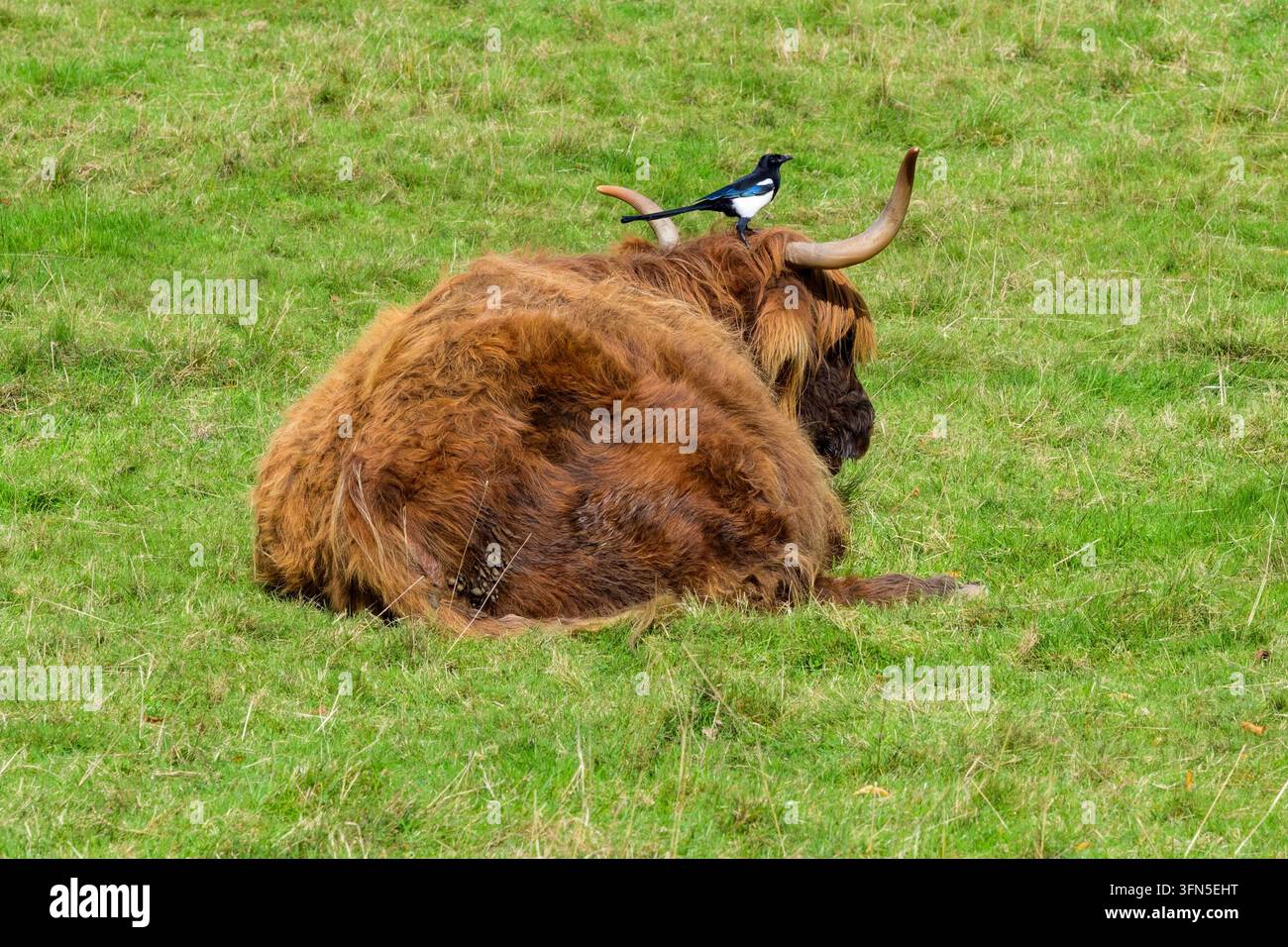 Un corvo sitibilla su una mucca delle Highlands, Pollok Park, Glasgow, Scozia, Regno Unito Foto Stock