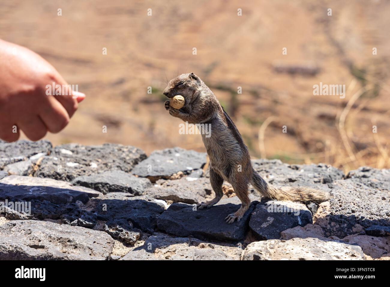 Scoiattolo terrai di Barbaria che mangia una nocciola su rocce vulcaniche a Fuerteventura, Isole Canarie, Spagna. Foto Stock