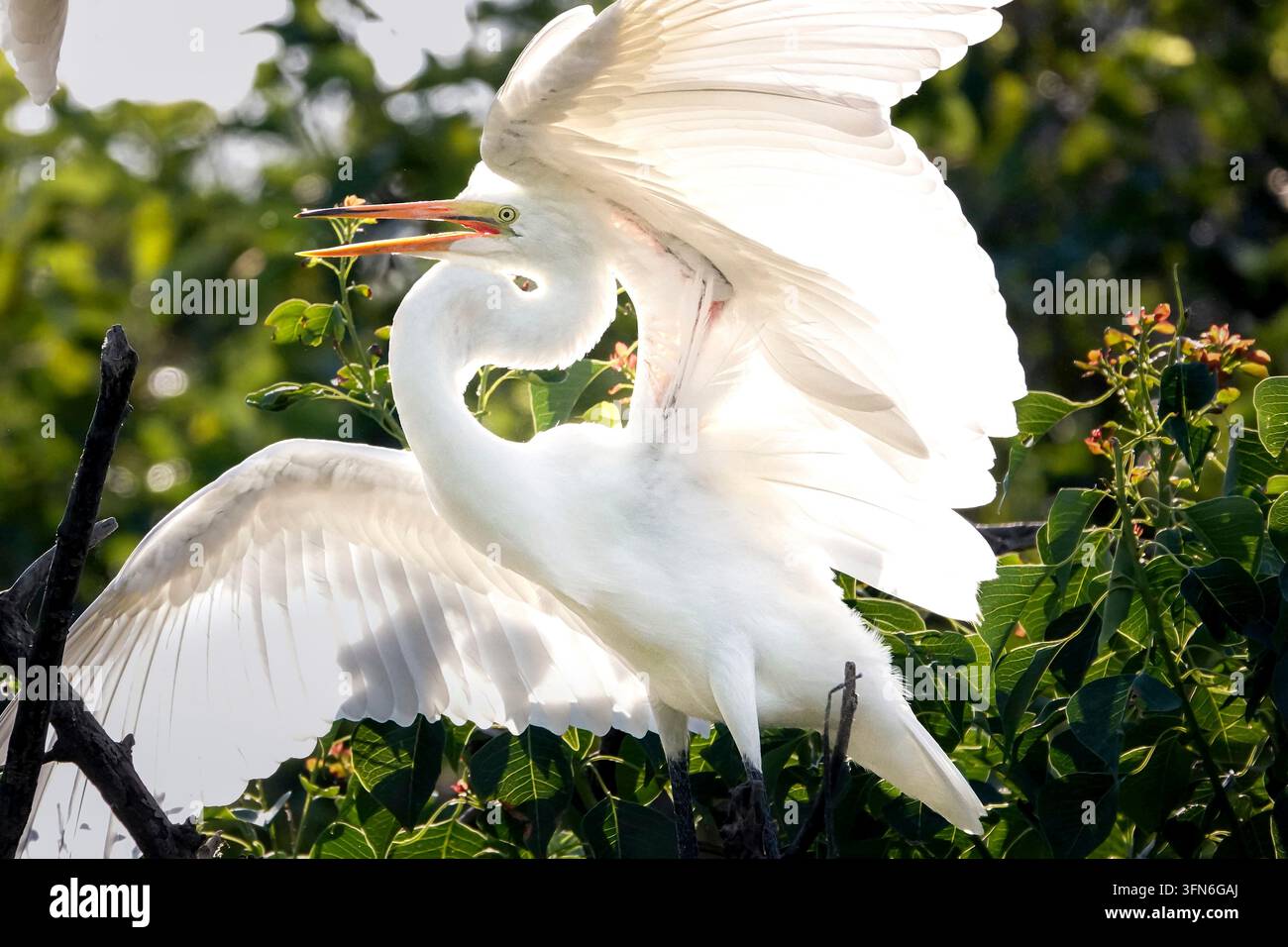 La luce del sole filtra attraverso le ali sollevate di una airone cenerino (Ardea alba) mentre chiama con il becco arancione aperto e il lungo collo curvo a S sopra i nidi nelle cime degli alberi delle Port Royal Cypress Wetlands, una colonia di cipressi in una palude di cipressi a Port Royal, South Carolina, USA. Foto Stock