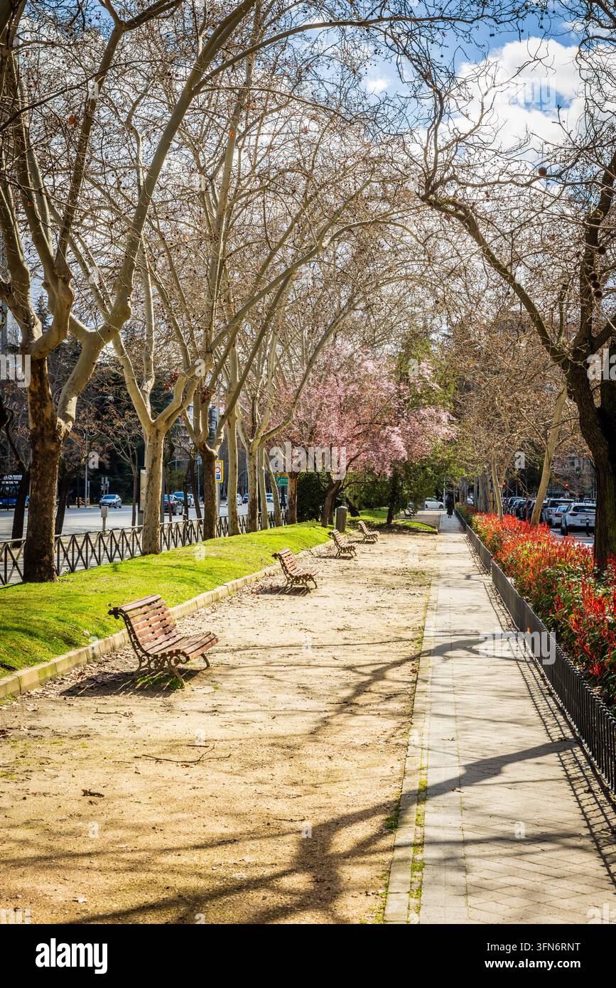 Sentiero pedonale alberato con panchine e fiori primaverili precoci a Madrid, Spagna Foto Stock