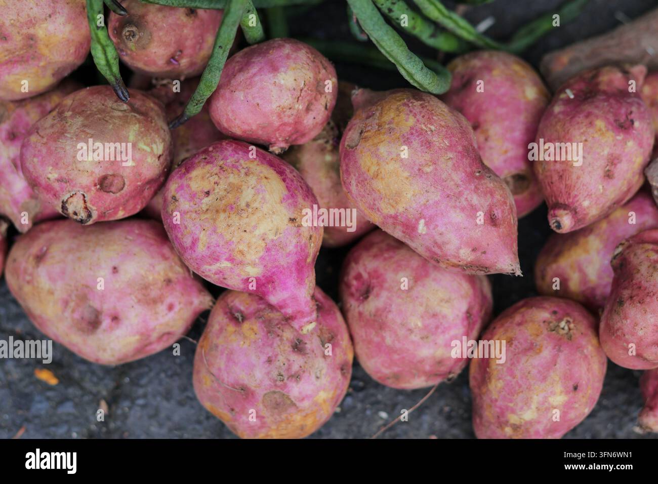 Massa di patate dolci viola crude Foto Stock