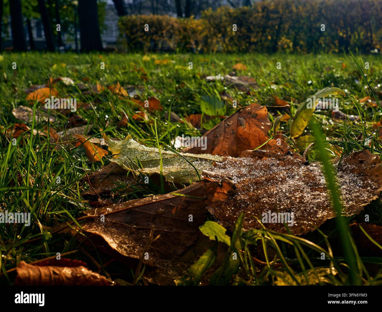 Foglie cadute ghiacciate sull'erba al mattino d'autunno con una vista a bassa angolazione che mostra i dettagli della formazione del ghiaccio Foto Stock