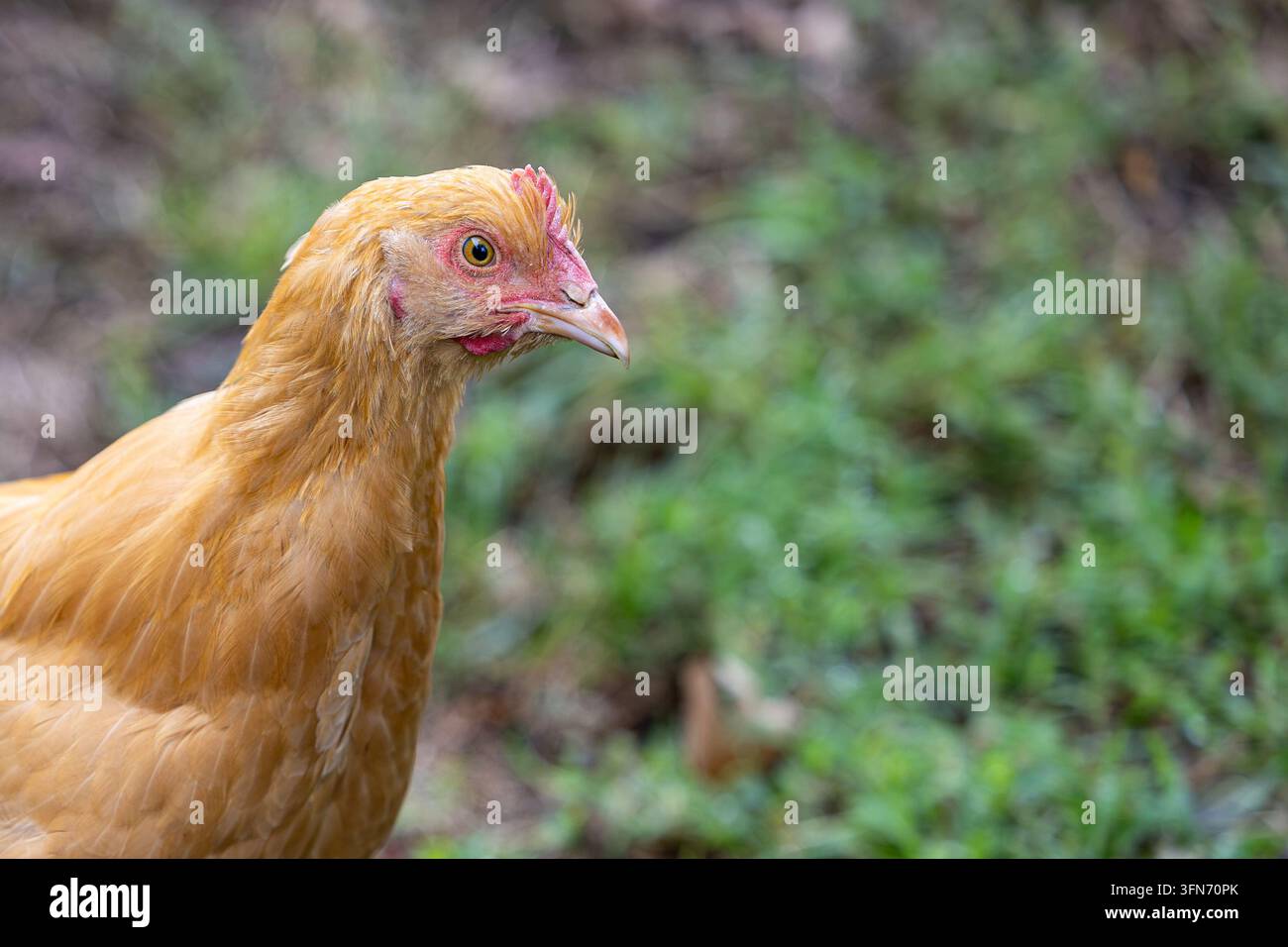 Primo piano di una giovane gallina Buff Orpington all'aperto, fotografata su uno sfondo verde sfocato con ampio spazio per il testo Foto Stock