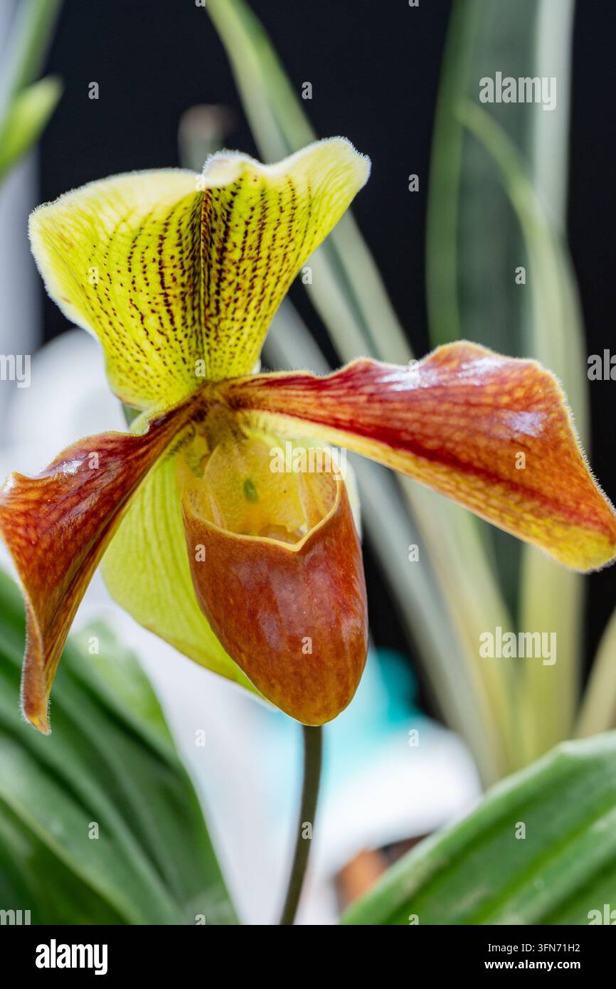 Orchidea Paphiopedilum che mostra il suo caratteristico labello a forma di borsa e il sepalo dorsale intricato, evidenziando la sua bellezza esotica e la struttura unica come Foto Stock