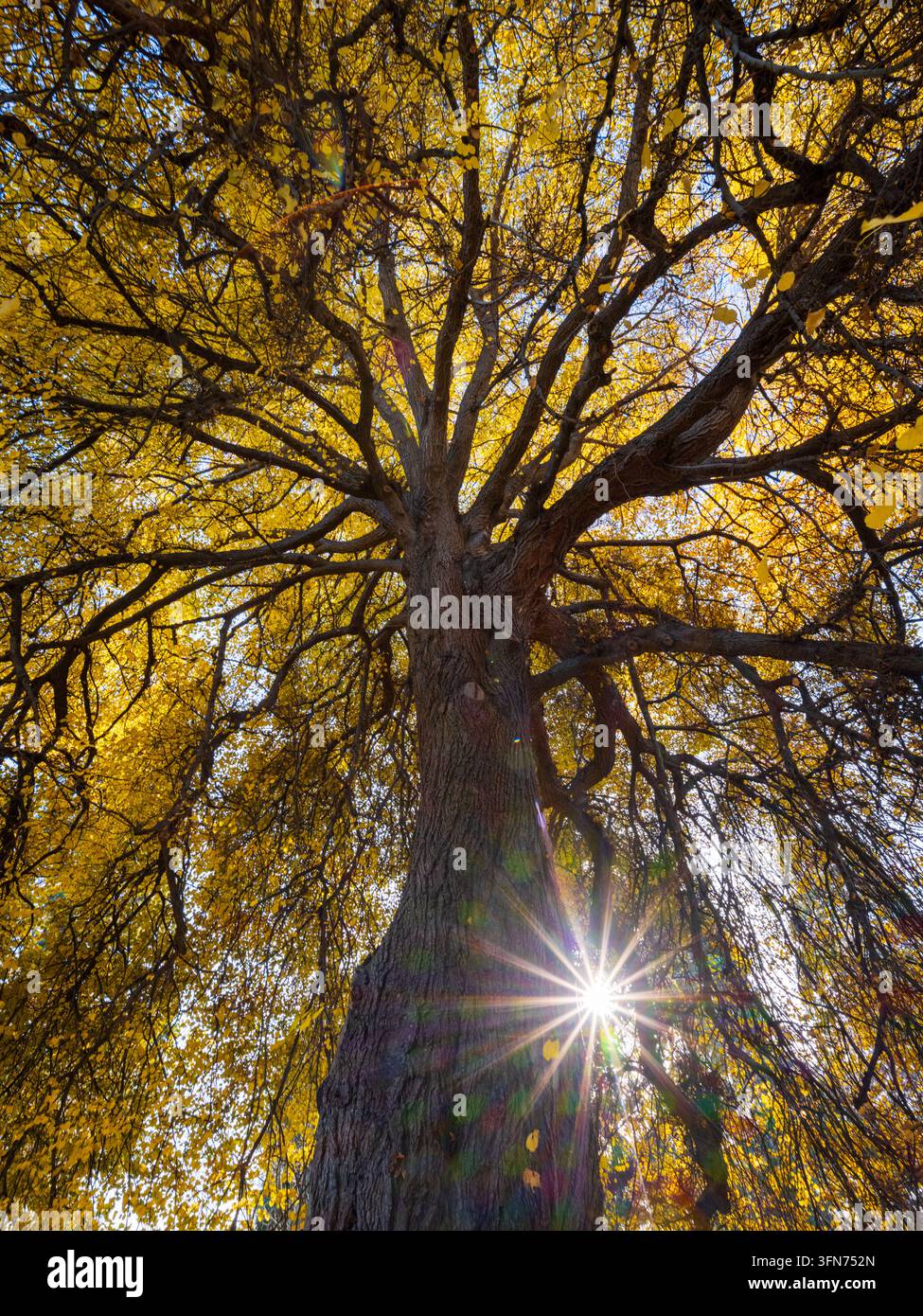 Vista ad angolo basso che guarda in alto un grande tronco di olmo piangente con fogliame autunnale giallo oro e un forte bagliore di luce a stella solare. Foto Stock