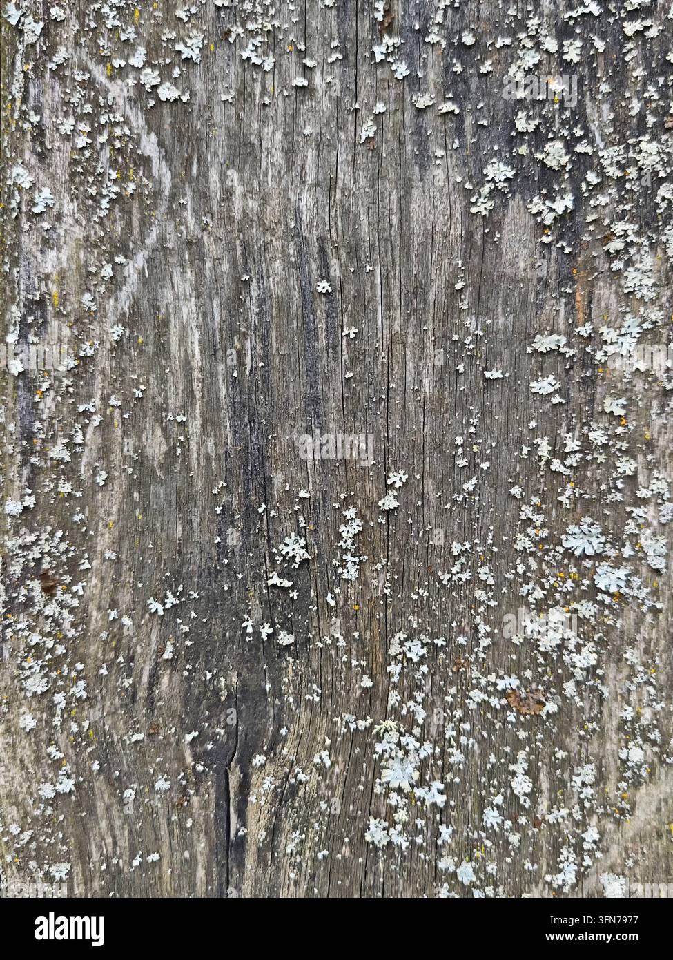 Una superficie di legno ruvida ricoperta di muschio e licheni mostra la trama naturale e i dettagli presenti negli ambienti esterni. Foto Stock