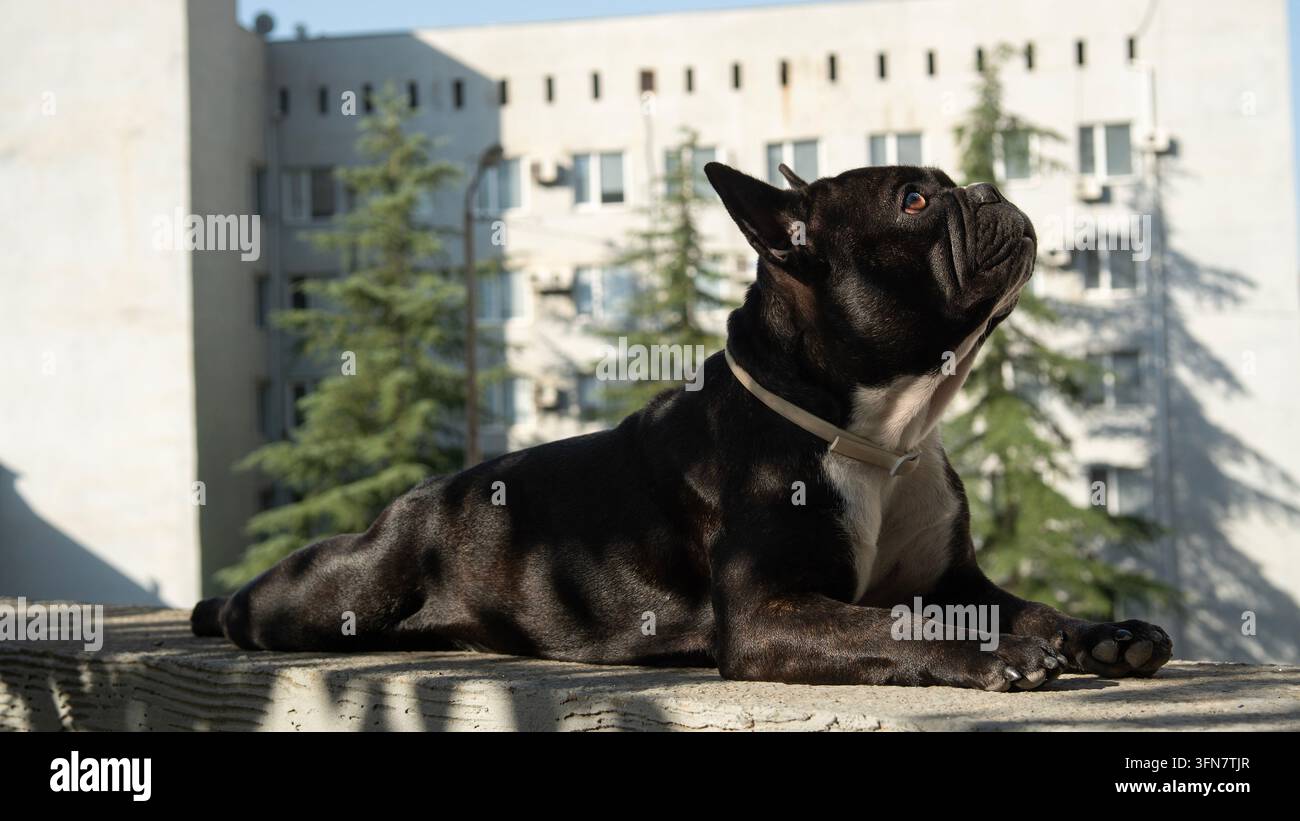 Un simpatico bulldog francese scuro con un collare giace rilassato su un davanzale di pietra in un parco o in una strada cittadina, guardando verso l'alto verso la luce brillante del sole con gre Foto Stock