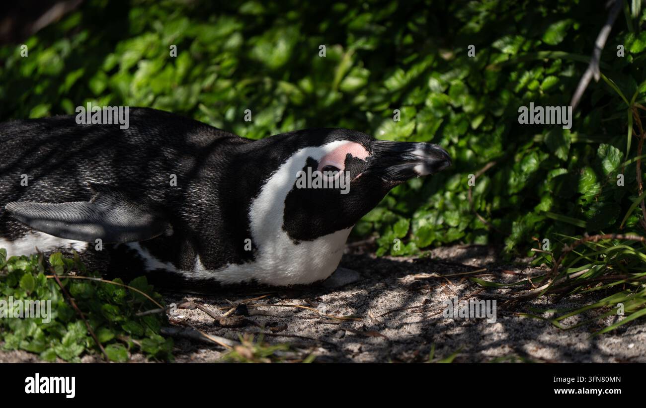 Primo piano di un pinguino vicino al suo nido. Il pinguino africano, noto anche come pinguino del Capo o pinguino sudafricano, è limitato alle acque dell'Africa meridionale Foto Stock