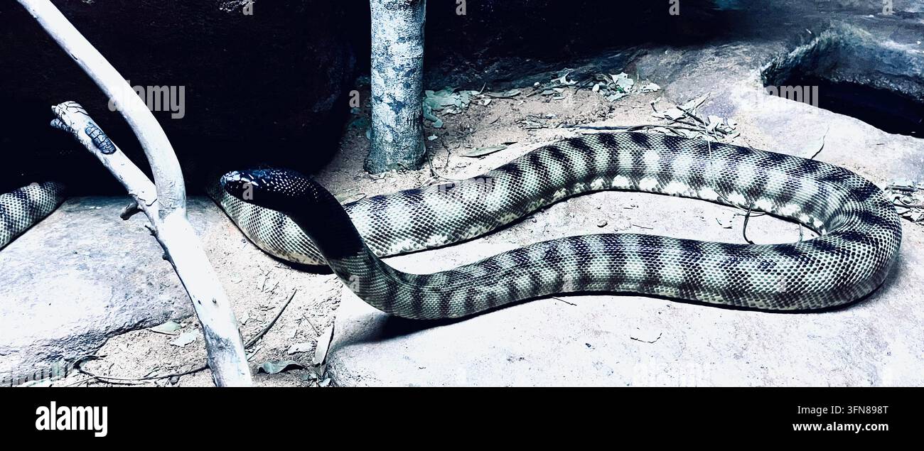 Serpente velenoso australiano bianco e nero Foto Stock