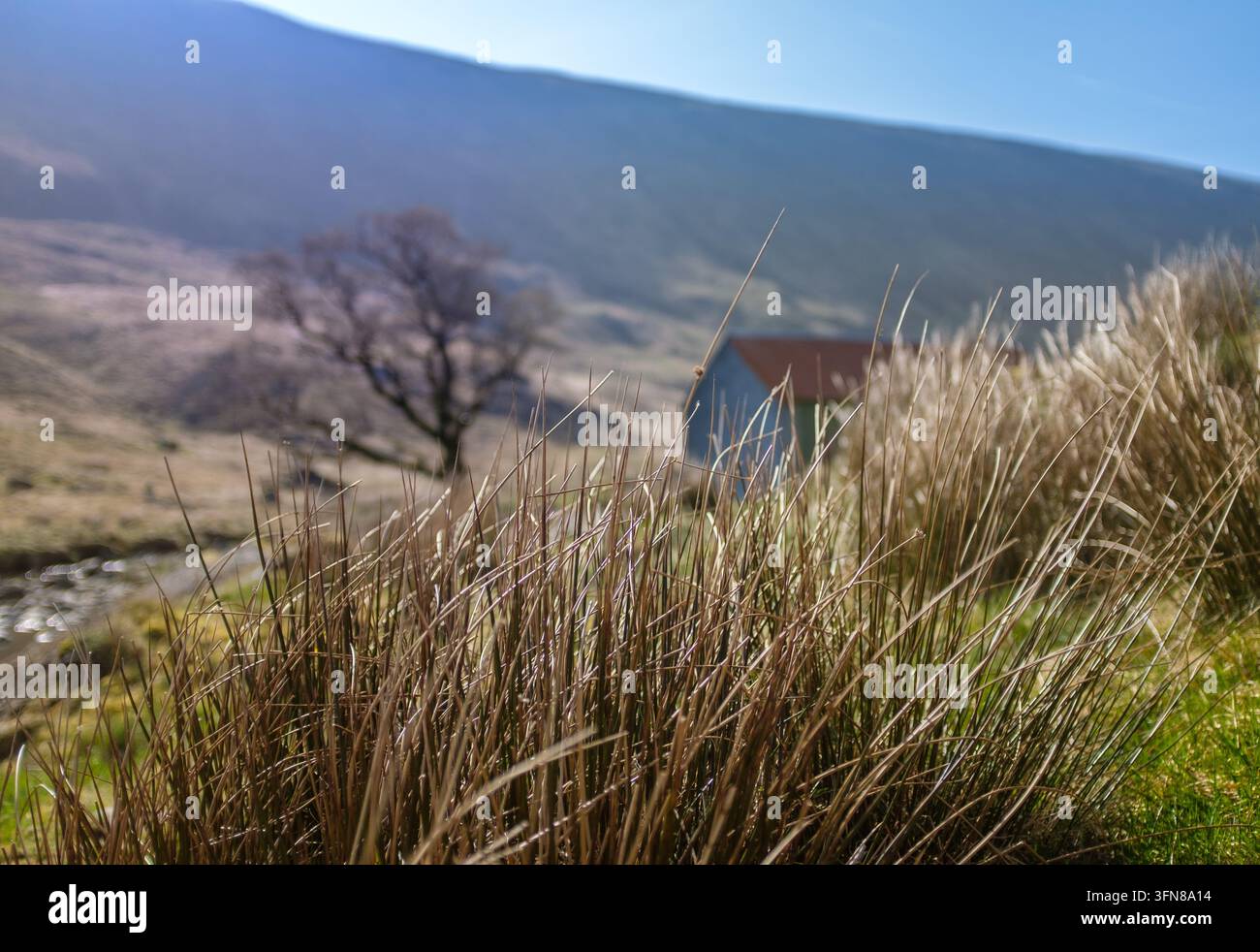 Erba di brughiera secca con una bothy lontana sfocata in una valle montana scozzese Foto Stock