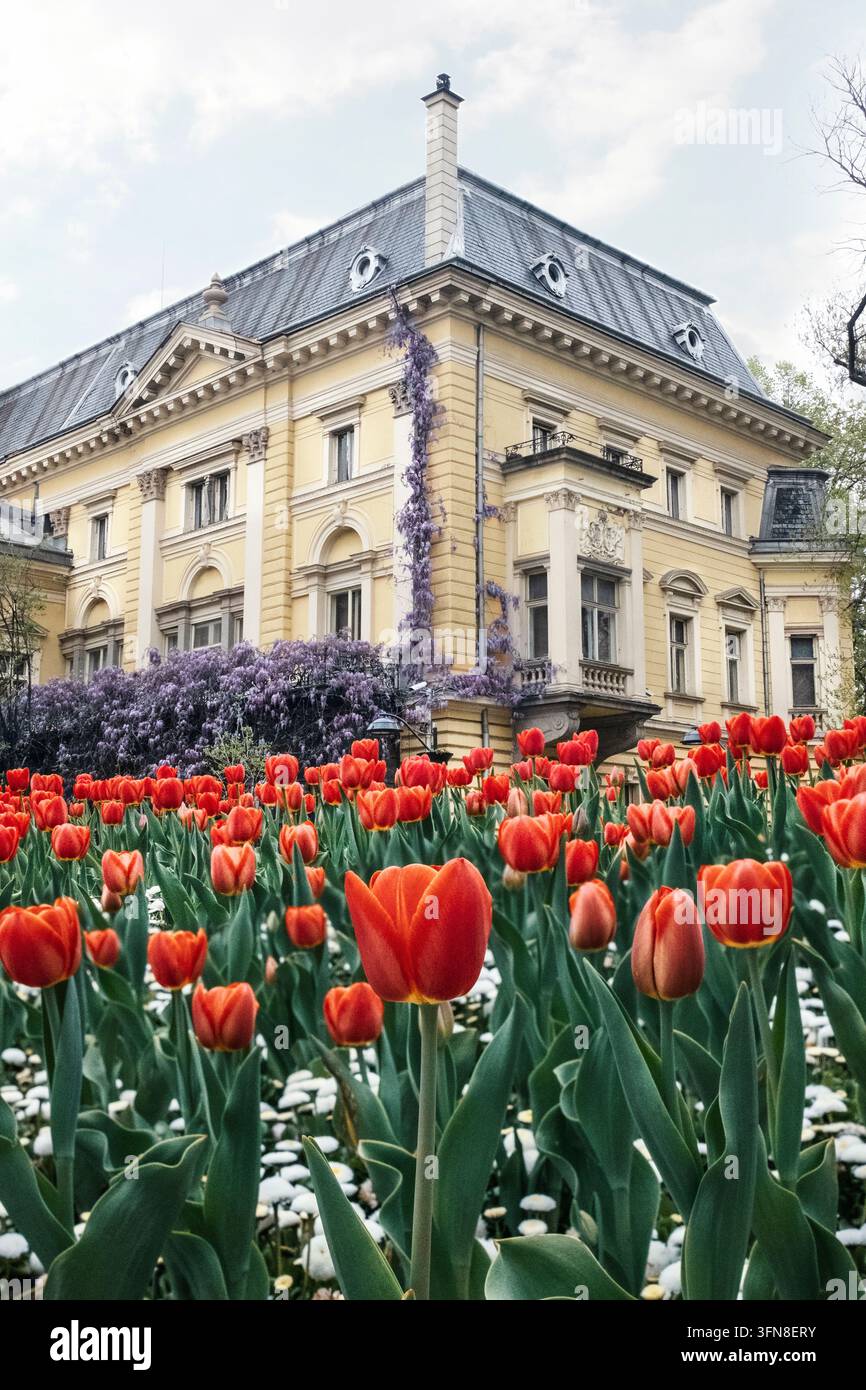 Tulipi rossi in fiore davanti a una storica villa gialla Foto Stock