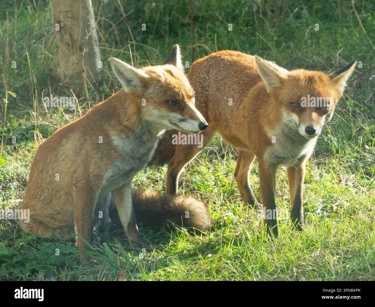 Meteo del Regno Unito, 2 ottobre 2026: Mentre il tempo mite e soleggiato continua fino in autunno, due giovani fratelli volpe si accudiscono in un giardino a Clapham, nel sud di Londra. Le volpi sono animali altamente sociali e l'accudimento è un modo per esprimere legami familiari. Le volpi stanno iniziando a sviluppare il loro mantello invernale e le loro code stanno diventando più folte in preparazione al freddo. Credit: Anna Watson/Alamy Live News Foto Stock