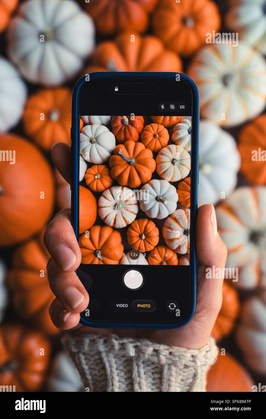 Persona che scatta una foto di piccoli zucche con uno smartphone dall'alto Foto Stock