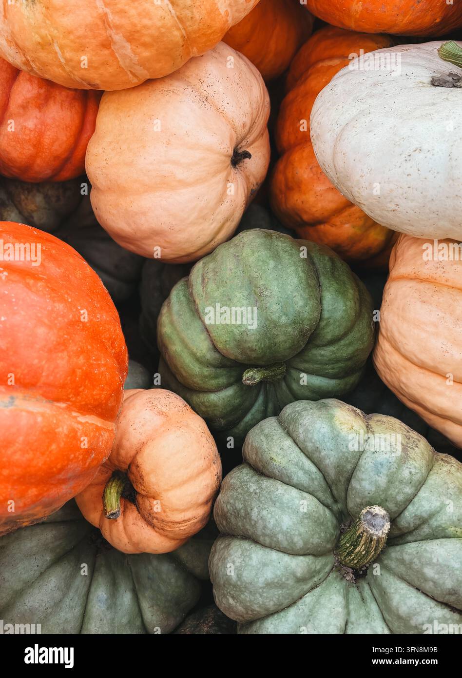Assortimento colorato di zucche del raccolto autunnale viste dall'alto Foto Stock