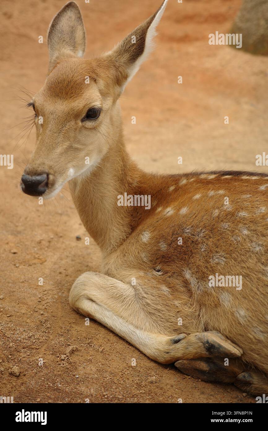 Un giovane cervo maculato che riposa a terra Foto Stock