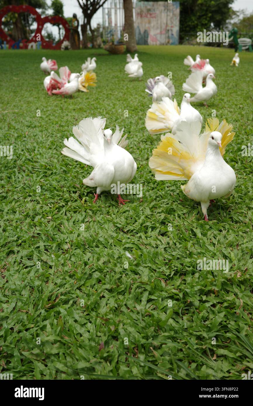 Bellissime colombe fantail bianche con piume tinte su un prato Foto Stock