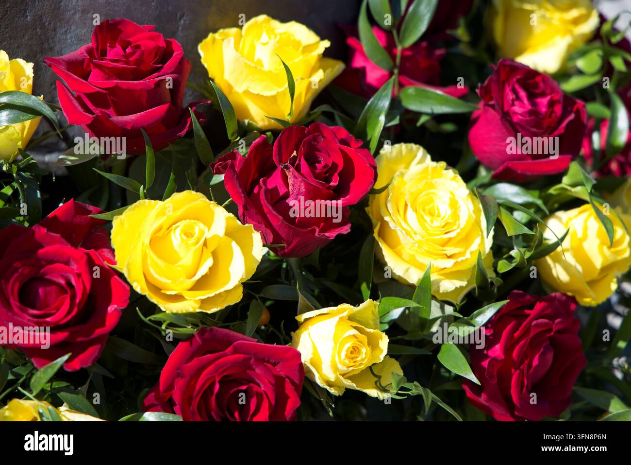 Vivace primo piano di una composizione floreale decorativa con una densa miscela di rose fresche rosse e gialle mescolate a foglie verdi Foto Stock