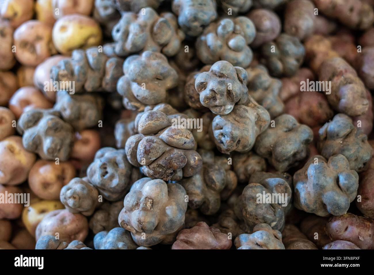 Primo piano di tuberi di oca nodosi e piccole patate delle Ande, che mostrano verdure a radice native colorate e irregolari comunemente vendute nei mercati locali Foto Stock