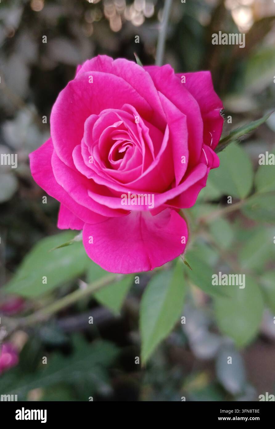 Primo piano di una bellissima rosa rosa vibrante in fiore nel giardino con sfondo sfocato morbido. Singola rosa rosa con petali a strati in piena fioritura che simboleggia amore, romanticismo, bellezza e natura. Foto Stock