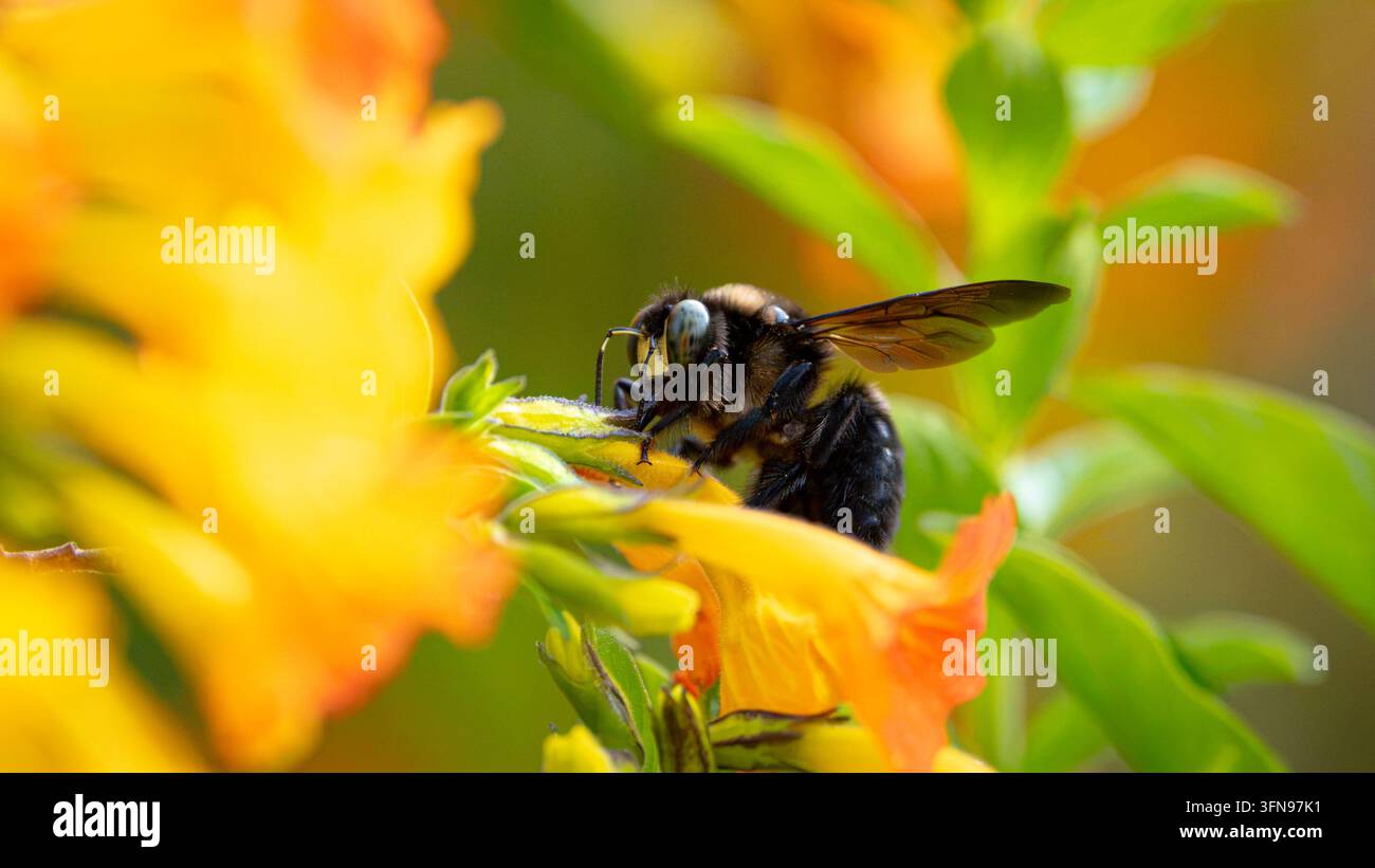 Ape su fiore giallo Foto Stock