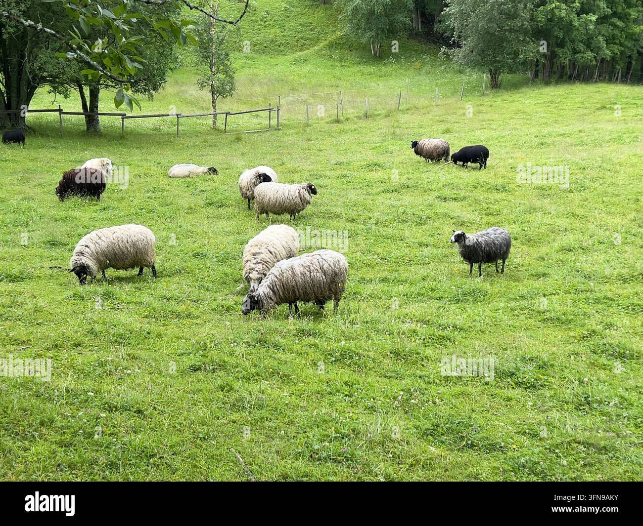 Peccari al pascolo in un prato verde della campagna svedese - Immagine stock catturata con smartphone