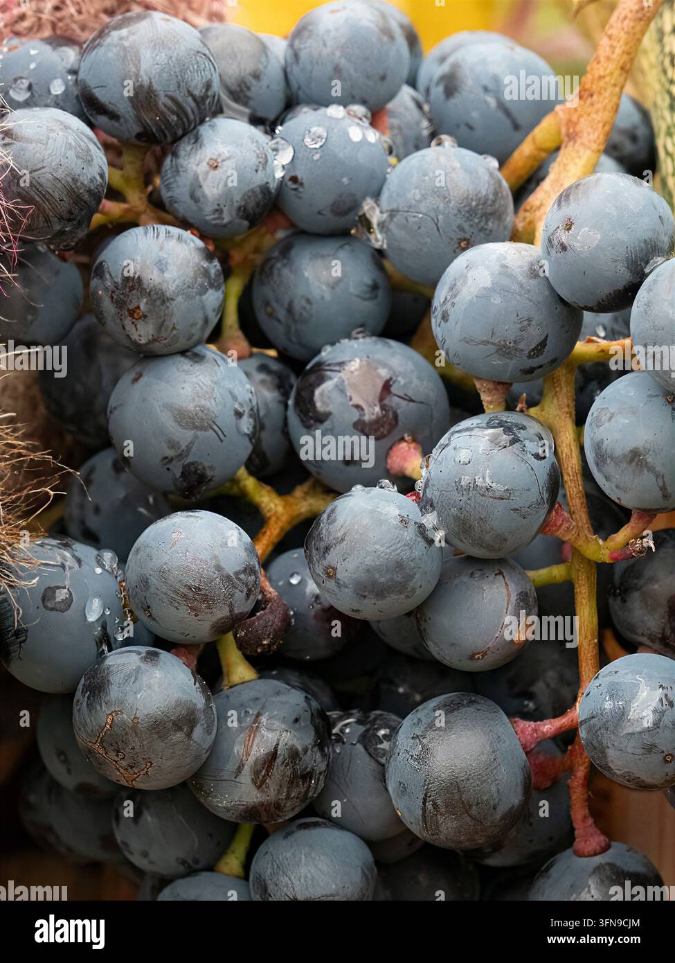 Una vista ravvicinata di acini d'uva scura maturi raggruppati con gocce d'acqua sulla loro buccia. Foto Stock