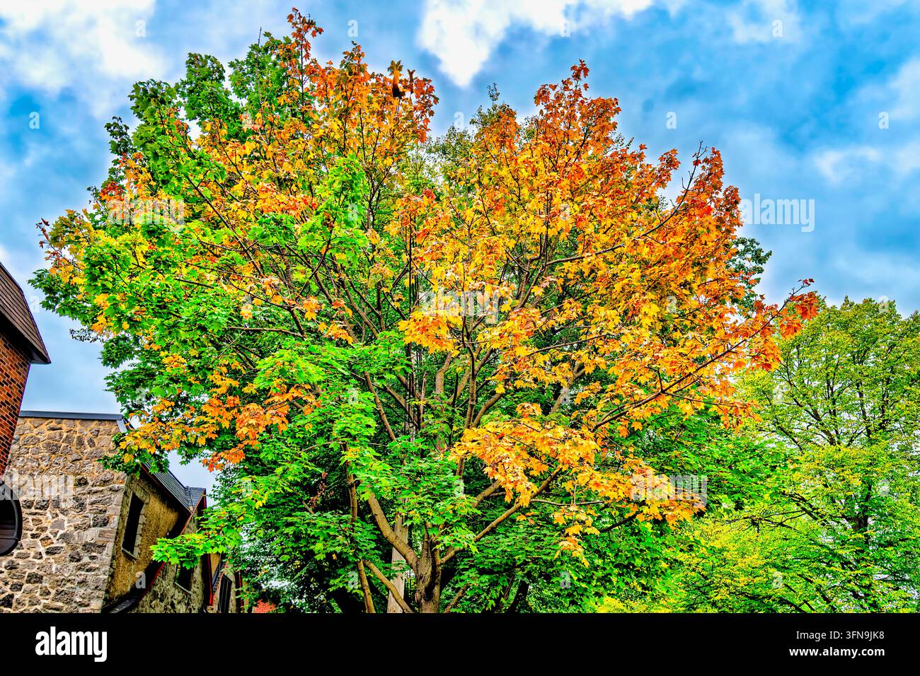 Colori d'autunno Foto Stock