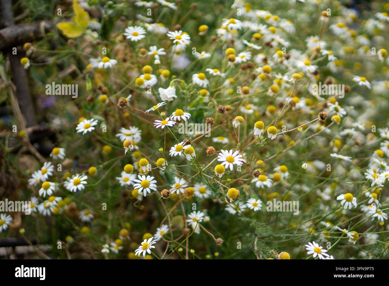 Una massa di piccoli fiori bianchi simili a margherite con centri gialli in rilievo, fogliame verde fine e steli ramificati, comprese fioriture sbiadite. Foto Stock