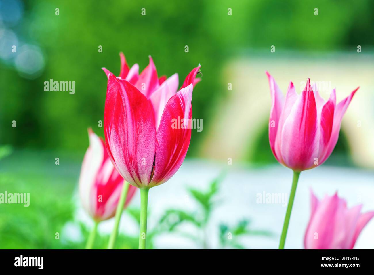 Gruppo di vivaci tulipani bicolori coltivati in un giardino primaverile. Più tulipani bicolori luminosi con petali rosa e bianchi sorprendenti fioriscono nel parco primaverile Foto Stock