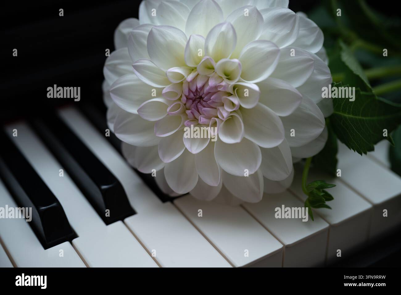 Fiore di dalia bianca sulle tastiere del pianoforte Foto Stock