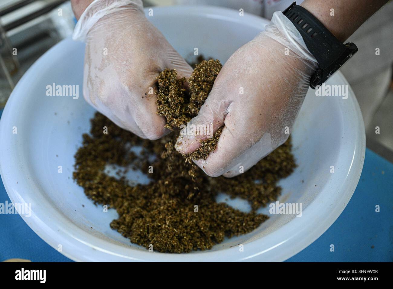 (261002) -- BAOTING, 2 ott. 2026 (Xinhua) -- Wang Haicong, erede della medicina Li, prepara la medicina Li in un ospedale di medicina Li nella contea autonoma Li e Miao di Baoting, nella provincia meridionale cinese di Hainan, il 30 settembre 2026. La medicina Li, inclusa la terapia delle lesioni ossee e il trattamento dei morsi di serpente, è riconosciuta come patrimonio culturale immateriale rappresentativo a livello provinciale nella provincia di Hainan. L’ospedale di medicina Li di Baoting è stato inaugurato nel 2024. Prima di ciò, le pratiche mediche Li erano disperse nelle aree urbane e rurali. L’ospedale raccoglie gli eredi della medicina Li e sfrutta th Foto Stock