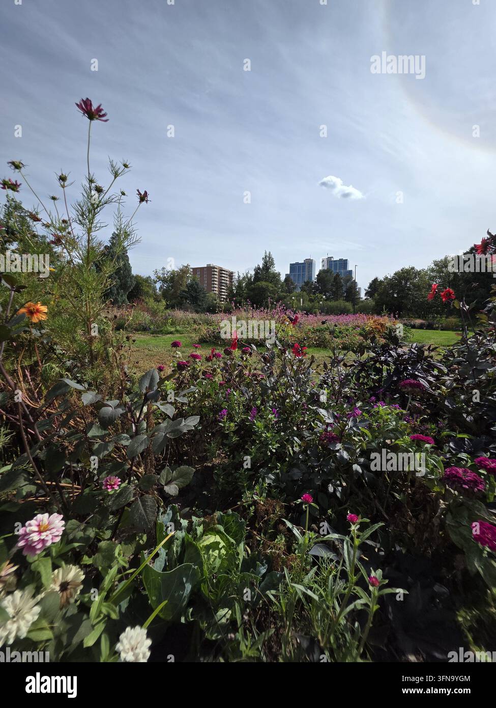 Vista dei vivaci giardini floreali a Cherry Creek con una vegetazione rigogliosa e edifici cittadini lontani sotto un cielo blu terso a Denver, Colorado, Stati Uniti Foto Stock