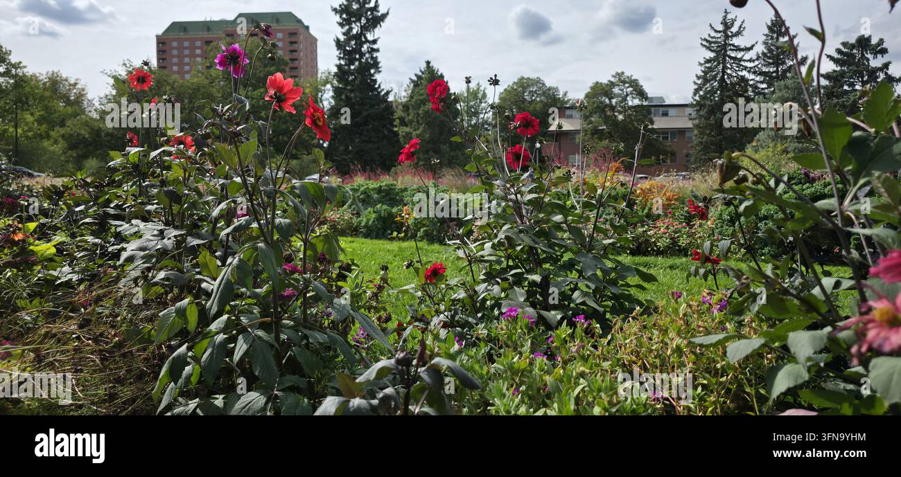 Vista del giardino Cherry Creek con dahlias rosse vivaci, prato verde rigoglioso e alberi circostanti sotto un cielo nuvoloso a Denver, Colorado, Stati Uniti. Foto Stock