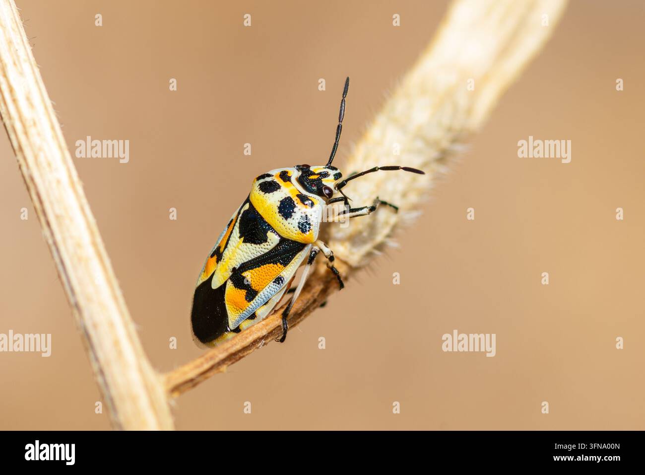 Un coleottero del cavolo rosso adulto, Eurydema Ornata Foto Stock