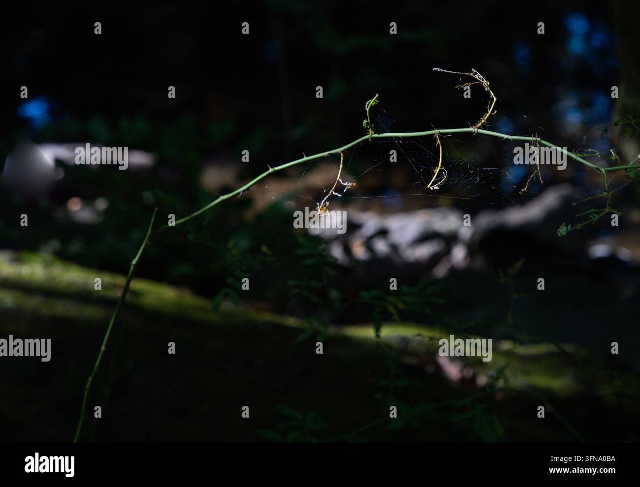 Una delicata ragnatela tesa su uno stelo verde e sottile in un ambiente boschivo ombreggiato Foto Stock