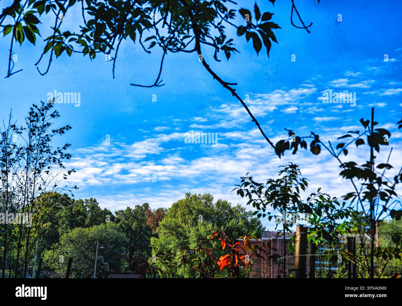 Un cielo blu vibrante pieno di nuvole sparse e macchiate, incorniciato da rami di alberi e fogliame verde in basso e in alto Foto Stock