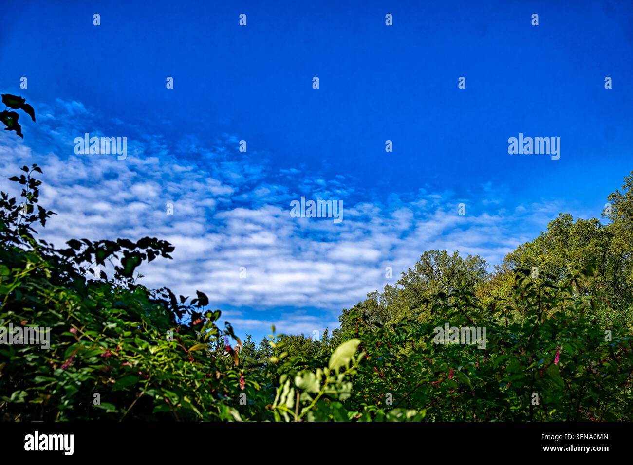 Un cielo blu vibrante pieno di nuvole sparse e macchiate, incorniciato da rami di alberi e fogliame verde in basso e in alto Foto Stock