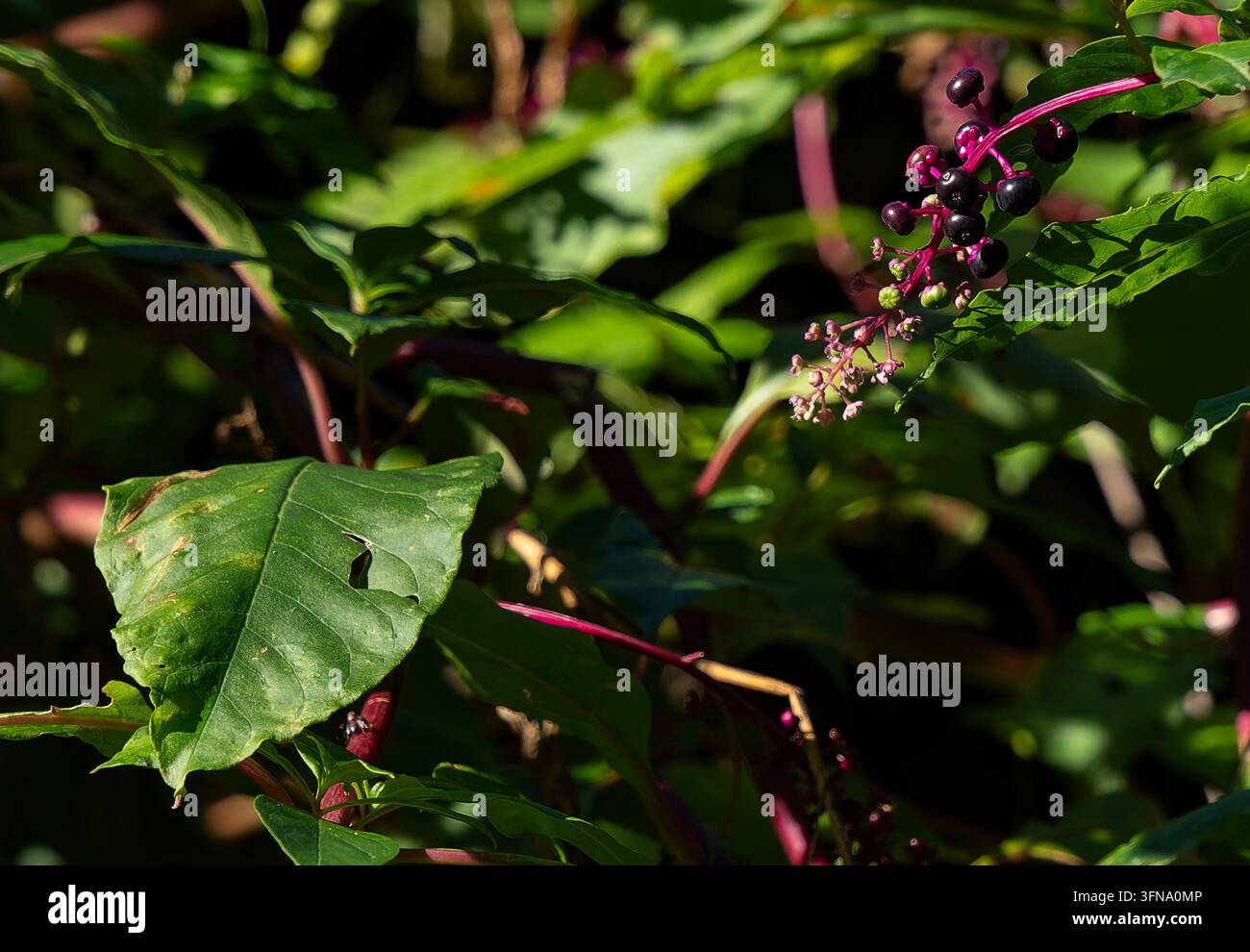 Le bacche scure che maturano e gli steli magenta brillanti del poke americano (Phytolacca americana Foto Stock