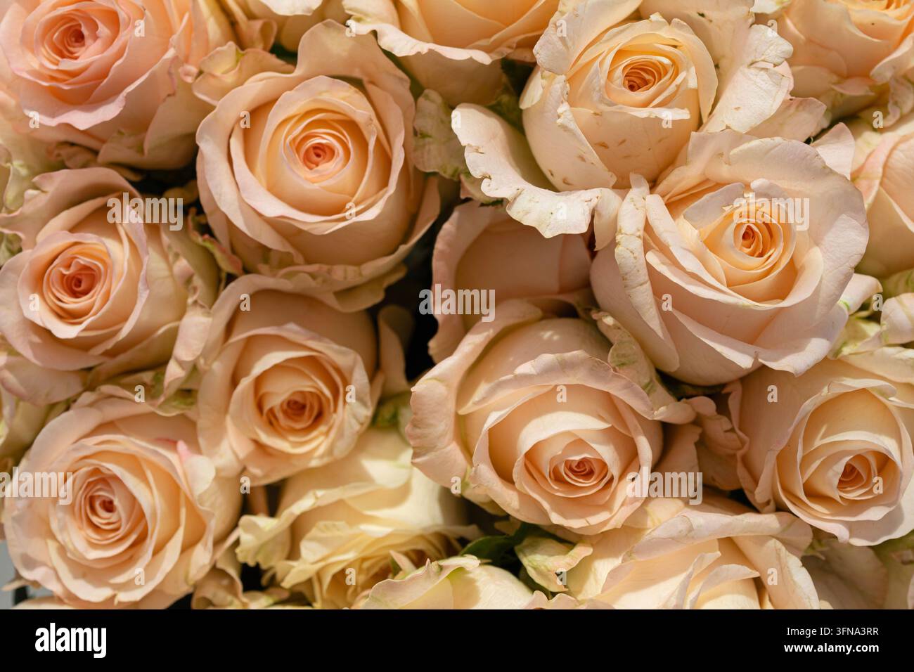 Primo piano di un mazzo di rose pesca che crea uno sfondo floreale romantico e una trama Foto Stock