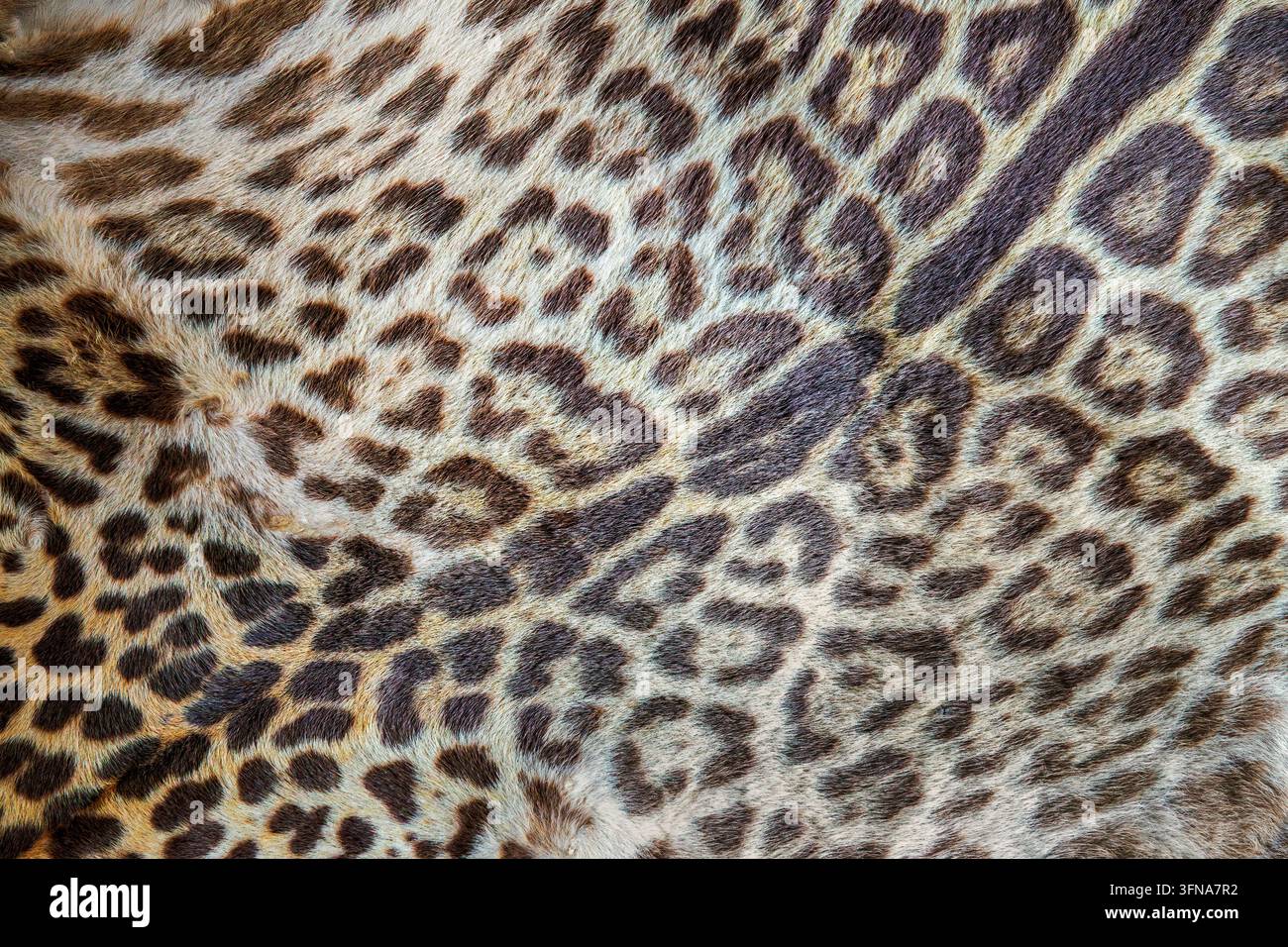 Foto ravvicinata di un vero tappeto in pelle di leopardo, motivo e texture di pelliccia di leopardo con macchie Foto Stock