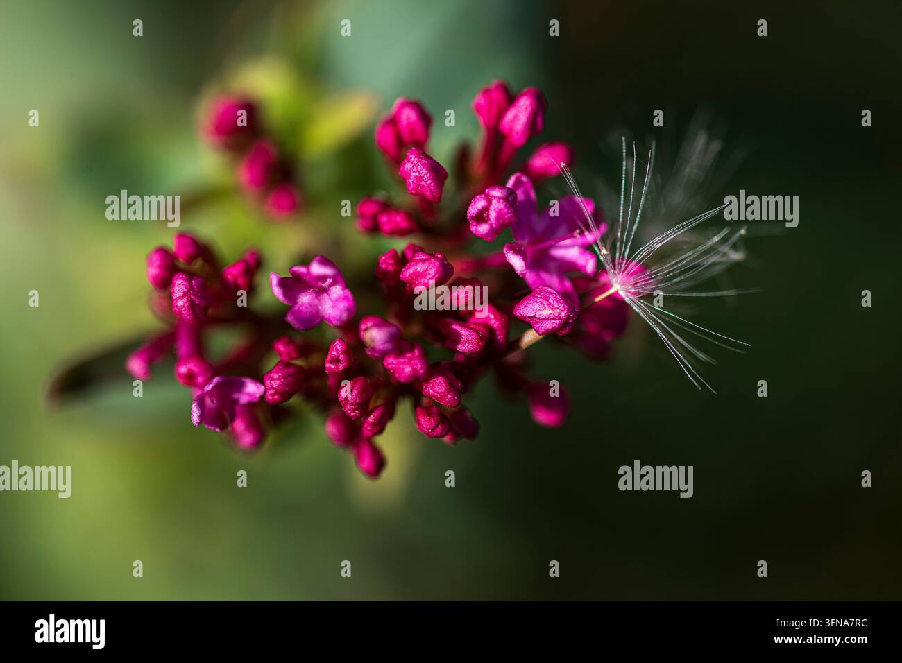 Seme sferzato dal vento catturato su fiori selvatici di valeriana rossa Foto Stock