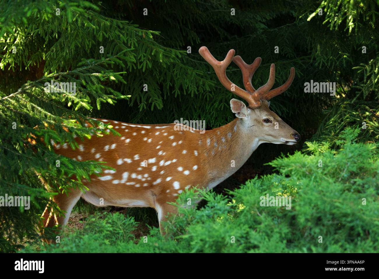 Cervo sika maschio con corna ricoperte di velame in piedi in una foresta di conifere verde scuro. Foto Stock