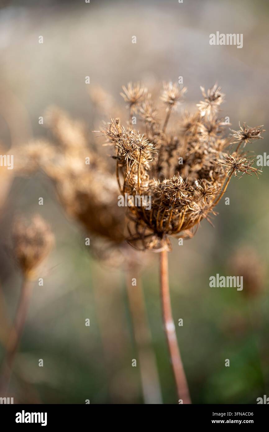 Capolino secco (ombrello) di una carota selvatica (Daucus carota), pizzo della regina Anna, nido d'uccello, pizzo dell'arcivescovo. Foto Stock