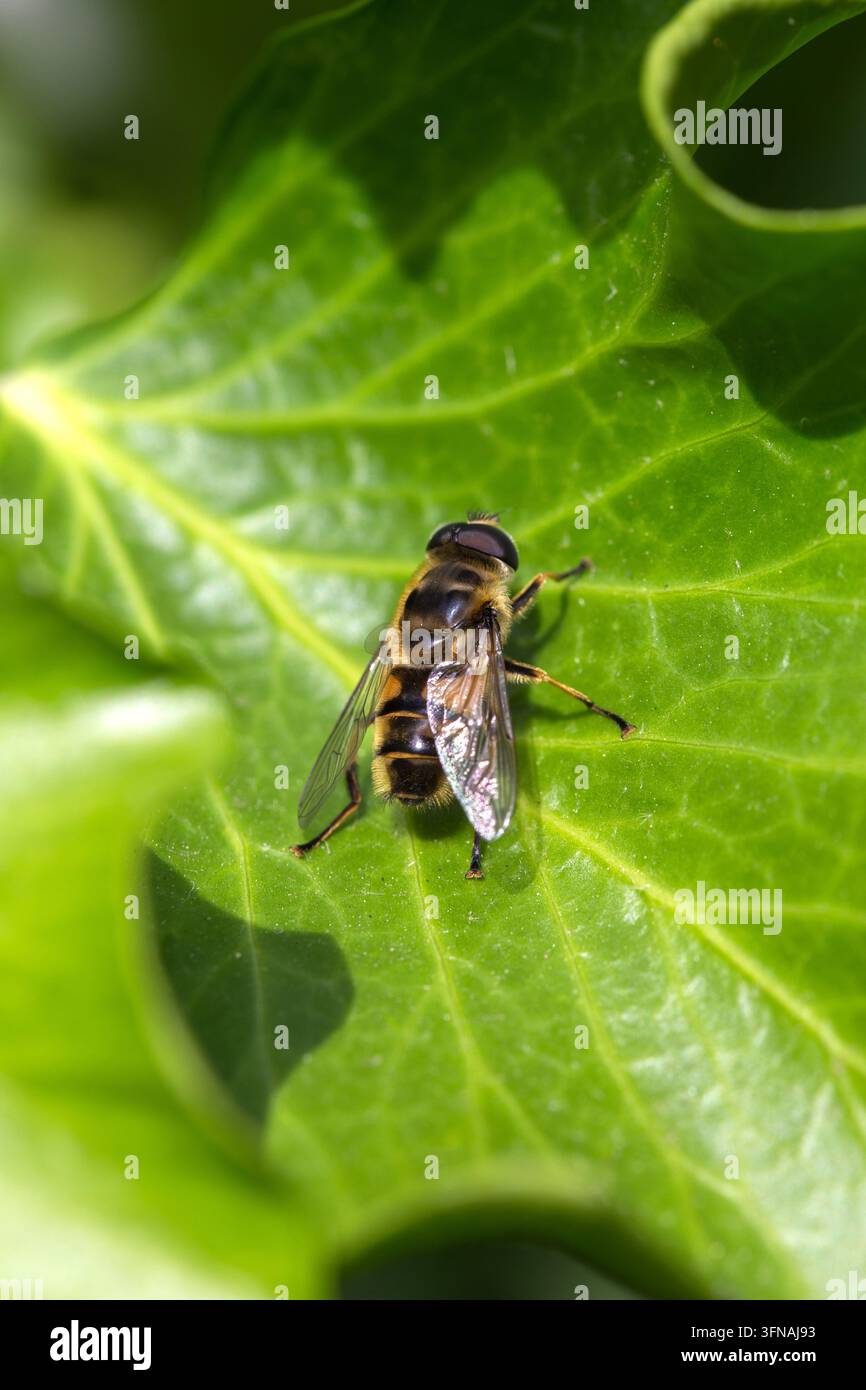 Dronante volante - Eristalis Tenax Foto Stock